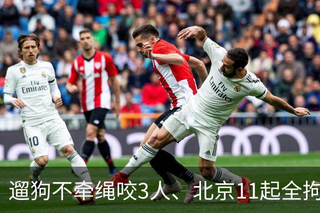 遛狗不牵绳咬3人、北京11起全拘：养犬的‘肉疼’时代来了？